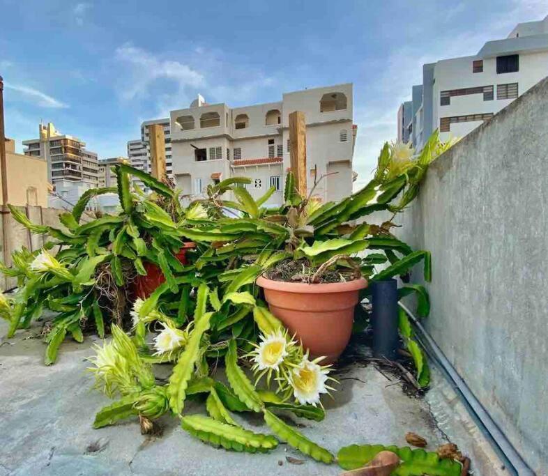 Fresh Tropical Colonial Style Walk-Up- Rooftop Terrace- Beach View Сан Хуан Екстериор снимка